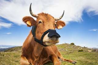 Science décalée : les vaches aussi portent des masques... mais pas contre le coronavirus