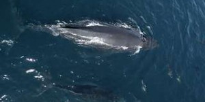1.500 dauphins jouent avec un bébé baleine à bosse