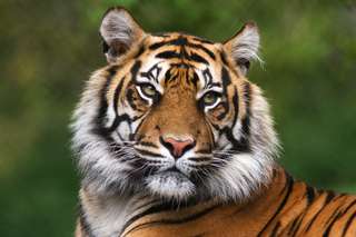 Biodiversité : une bonne nouvelle pour les tigres en Thaïlande !