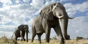 Des centaines d'éléphants morts dans des circonstances mystérieuses
