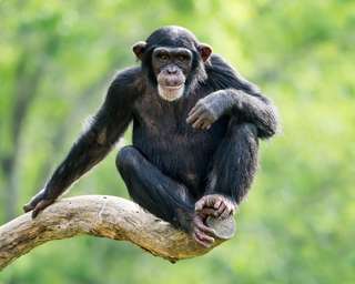 Les cheveux gris ne sont pas un signe de vieillissement chez les chimpanzés