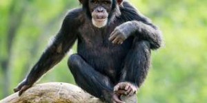 Les cheveux gris ne sont pas un signe de vieillissement chez les chimpanzés