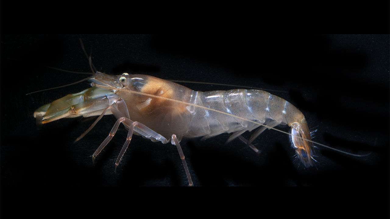 Cette crevette voit 160 images par seconde
