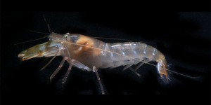 Cette crevette voit 160 images par seconde