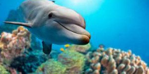 Chez les dauphins, les liens sociaux ne sont pas formés au hasard
