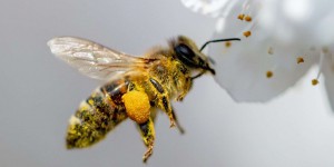 Le déclin des abeilles met en péril les cultures agricoles