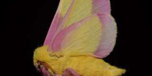Étrangeté du vivant : un délicieux papillon aux ailes vanille-fraise