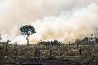 La forêt amazonienne en proie à un cercle vicieux d'incendies