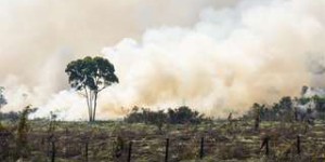 La forêt amazonienne en proie à un cercle vicieux d'incendies