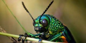 Des insectes vieux de 99 millions d’années comme vous ne les avez jamais vus, dans leurs vraies couleurs !