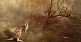 Les méga incendies en Australie ont tué près de 3 milliards d'animaux !