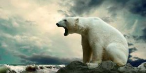 Les ours polaires sont menacés de disparition d'ici la fin du siècle