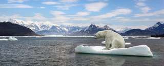 Les ours polaires risquent de disparaître d’ici 2100