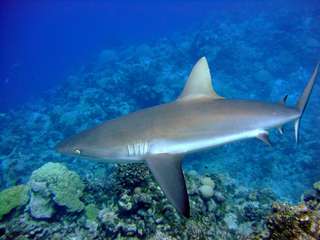 Les requins sont fonctionnellement éteints dans 20 % des récifs coralliens