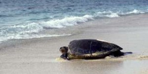 Une tortue marine est venue déposer ses œufs sur une plage de Fréjus