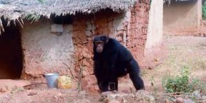 En vidéo : la crise du coronavirus a-t-elle sonné le glas de la cohabitation entre les hommes et les grands singes ?