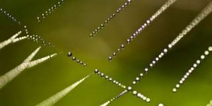 Vidéo : les étonnantes propriétés de la toile d’araignée
