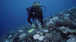 Vidéo : la vie sous-marine prospère malgré le réchauffement des océans