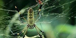 Cette araignée paralyse ses proies avec une neurotoxine