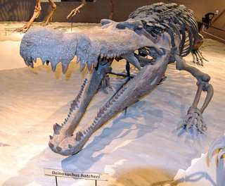 Le crocodile de la terreur mesurait 14 m de long
