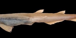Étrangeté du vivant : des scientifiques pêchent un requin sans peau et sans dents !