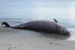Des exercices militaires de l'Otan à l'origine d’échouages de baleines en mer du Nord ?