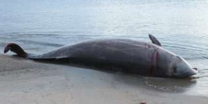 Des exercices militaires de l'Otan à l'origine d’échouages de baleines en mer du Nord ?