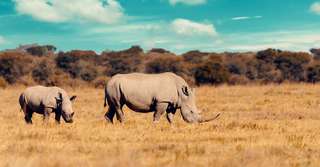 Extinction : les grands animaux herbivores sont plus menacés que les carnivores
