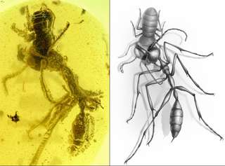Une « fourmi infernale » et sa proie figées dans l'ambre