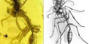 Une « fourmi infernale » et sa proie figées dans l'ambre