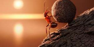 L'apocalypse des insectes a-t-elle bien lieu ?