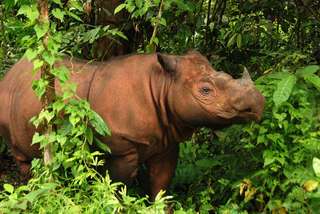 Les Malaisiens veulent ressusciter le rhinocéros de Sumatra