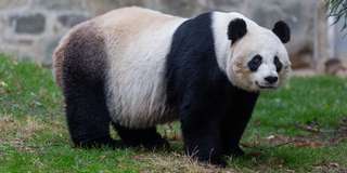 La naissance d'un panda géant filmée en direct