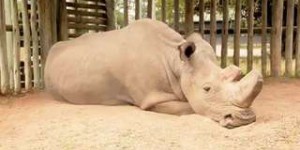Les ovules de deux dernières rhinocéros blancs du Nord ont été collectés