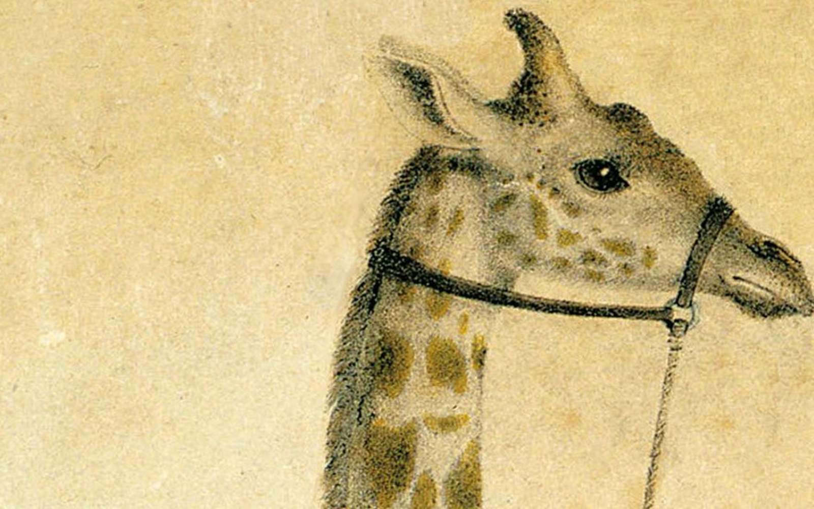 Podcast : Zarafa, une girafe à Paris
