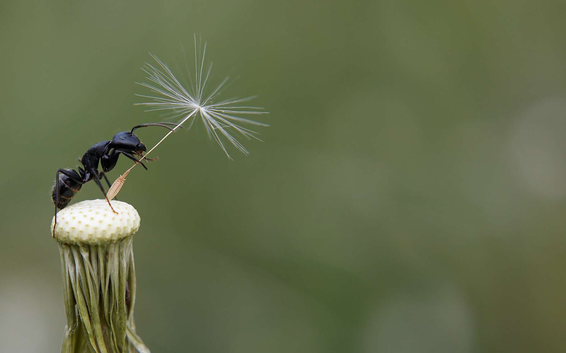 Vidéo : N’écrasez plus les fourmis… elles plantent des fleurs sauvages !