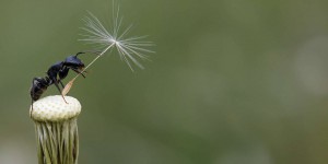 Vidéo : N’écrasez plus les fourmis… elles plantent des fleurs sauvages !