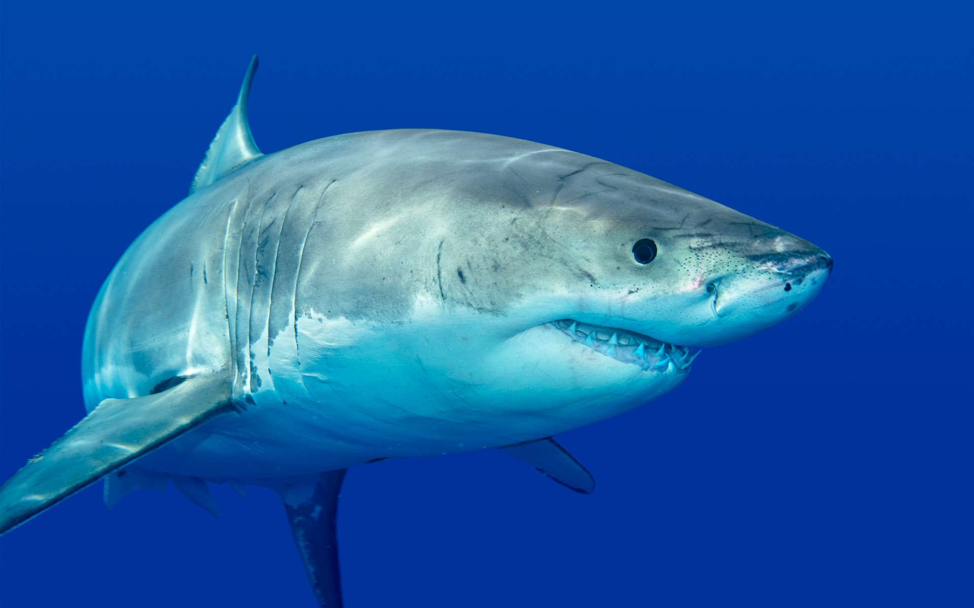 Cet animal terrorise les grands requins blancs