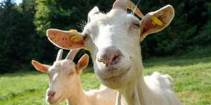 Des chèvres et des cochons avec des testicules clonés pour booster l'élevage