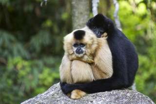 Découverte d'une nouvelle espèce de singe en Inde