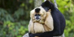 Découverte d'une nouvelle espèce de singe en Inde