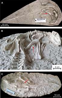 Des dinosaures fossilisés durant leur sommeil