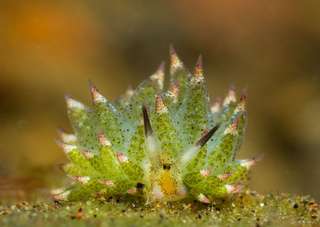 Étrangeté du vivant : cette petite limace est capable de faire la photosynthèse