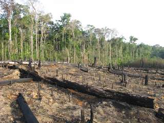 La forêt amazonienne se consume à un rythme sans précédent