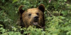 En fuite, l'ours M49 a été recapturé
