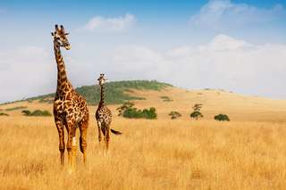 Les girafes risquent-elles plus de subir la foudre ?