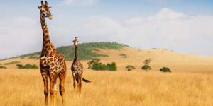 Les girafes risquent-elles plus de subir la foudre ?