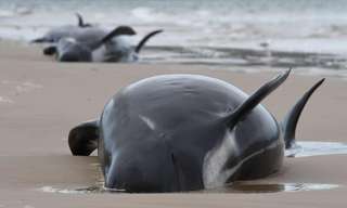 Le plus gros échouage de baleines s'est produit en Tasmanie