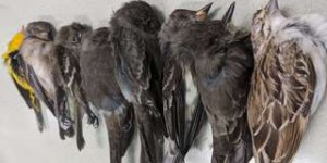 Incendies et sécheresse aux États-Unis : les oiseaux tombent comme des mouches