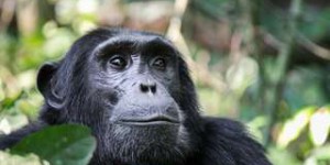 Plus le milieu évolue, plus le comportement des chimpanzés se diversifie